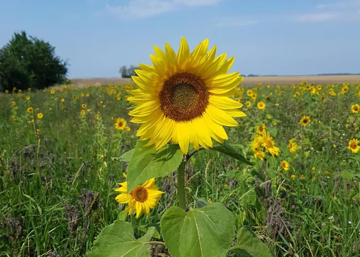 Wippertal Biesenrode *